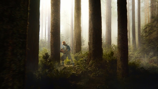 Video Reference: forest, tree, woodland, light, sunlight, biome, old growth forest, plant, darkness, wood