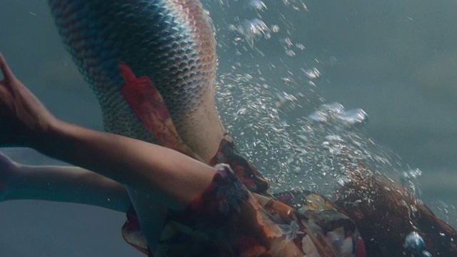 Video Reference: Whale shark, Fish, Leg, Fish, Underwater, Human leg, Recreation