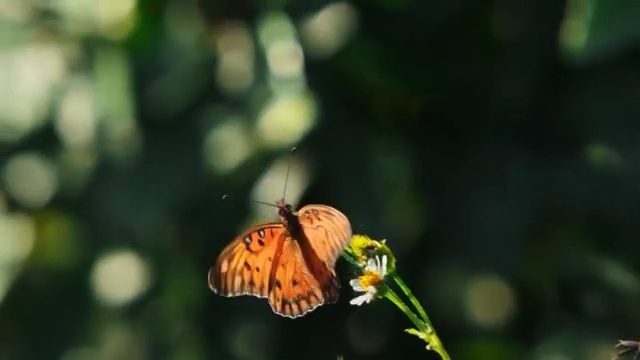 Video Reference: Moths and butterflies, Butterfly, Insect, Invertebrate, Pollinator, Brush-footed butterfly, Organism, Close-up, Wildlife, Macro photography