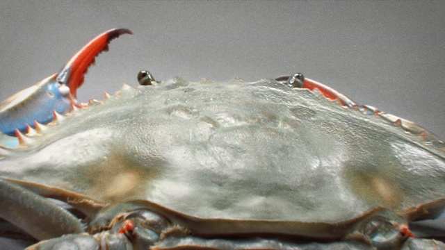 Video Reference: crab, decapoda, dungeness crab, crustacean, seafood, animal source foods, king crab, invertebrate, chesapeake blue crab, organism