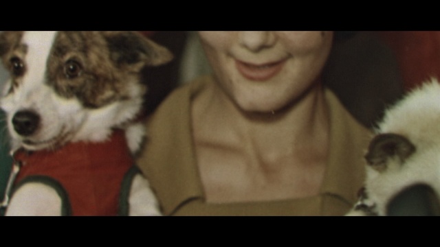 Video Reference: dog breed, dog, dog breed group, dog like mammal, snout, siberian husky, sakhalin husky, canadian eskimo dog, alaskan malamute, fur