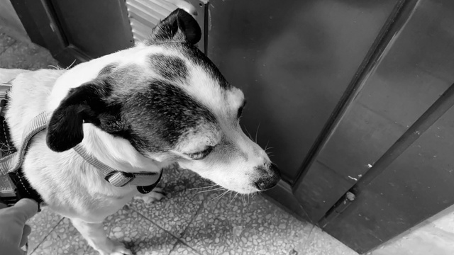 Video Reference: Dog, Dog breed, Mammal, Canidae, White, Black, Snout, Nose, Black-and-white, Carnivore