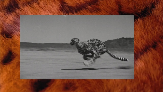 Video Reference: Wildlife, Terrestrial animal, Cheetah, Adaptation, Felidae, Dinosaur