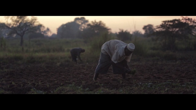 Video Reference: mammal, grass, field, sky, tree, screenshot, morning, atmosphere, agriculture, pasture