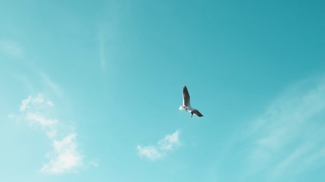Video Reference: Sky, Bird, Daytime, Wing, Bird of prey, Flight, Accipitriformes