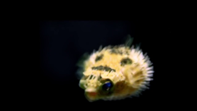 Video Reference: Macro photography, Organism, Close-up, Marine biology, Fish, Pest, Photography, Wildlife, Insect, Porcupine fishes, Person