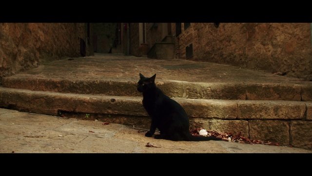 Video Reference: Cat, Black cat, Mammal, Felidae, Black, Small to medium-sized cats, Snout, Whiskers, Bombay, Domestic short-haired cat