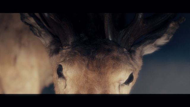 Video Reference: Vertebrate, Mammal, Wildlife, Eye, Snout, Sky, Close-up, Terrestrial animal, Photography, Fawn