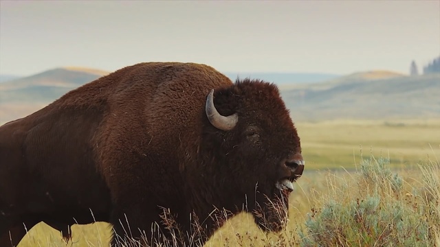 Video Reference: Bison, Vertebrate, Bovine, Mammal, Terrestrial animal, Yak, Bull, Wildlife, Muskox, Grassland