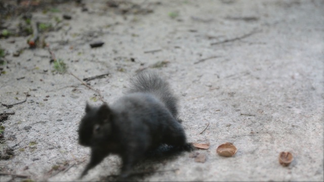 Video Reference: fauna, mammal, wildlife, whiskers, rodent, grass