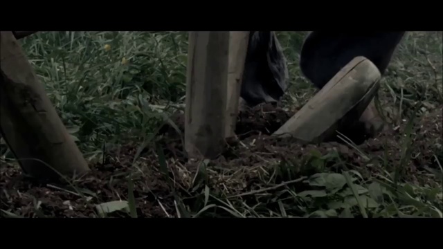 Video Reference: Nature, Tree, Forest, Natural environment, Woodland, Trunk, Soil, Biome, Plant, Jungle