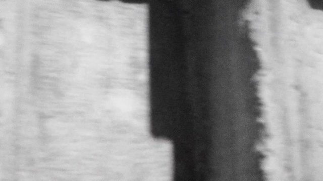 Video Reference: White, Black, Black-and-white, Fur, Monochrome, Monochrome photography, Neck, Shadow, Photography