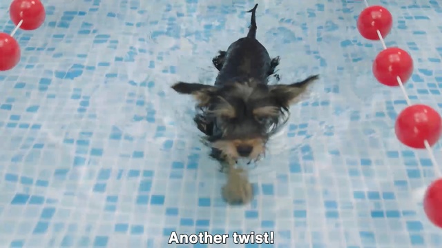 Video Reference: Dog, Canidae, Mammal, Dog breed, Yorkshire terrier, Puppy, Carnivore, Small terrier, Terrier, Toy dog, Person