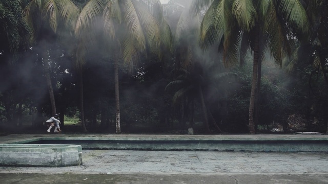 Video Reference: Tree, Atmospheric phenomenon, Plant, Landscape, Arecales, Woodland