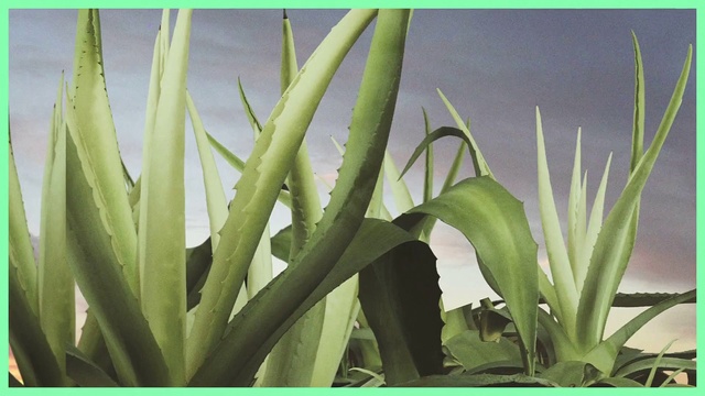 Video Reference: Plant, Flower, Terrestrial plant, Leaf, Botany, Grass, Flowering plant, Aloe, Agave, Plant stem, Green, Sitting, Small, Table, Laying, Holding, Display, Group, Purple, Vase, Text, Houseplant, Vegetable