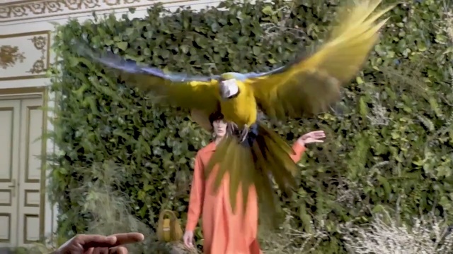 Video Reference: Bird, Macaw, Beak, Wing, Parrot, Organism, Adaptation, Wildlife
