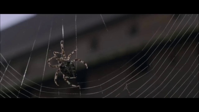 Video Reference: Spider web, Spider, Invertebrate, Orb-weaver spider, Arachnid, Arthropod, Darkness, Photography, Wildlife, Macro photography