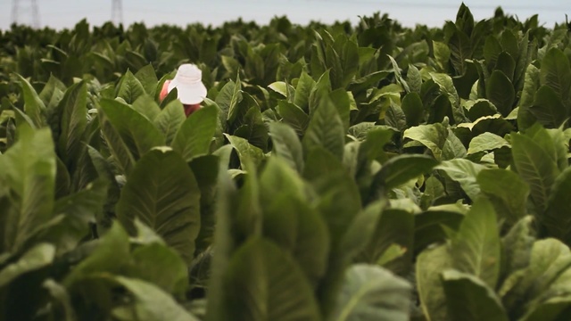Video Reference: Crop, Leaf, Green, Plant, Plantation, Cash crop, Flower, Field, Agriculture, Farm