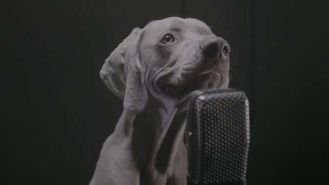 Video Reference: dog like mammal, dog breed, mammal, dog, nose, snout, weimaraner, great dane, carnivoran, sporting group