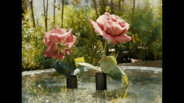 Video Reference: flower, plant, flowering plant, pink, rose, rose family, garden roses, floristry, flower arranging, flora, Person