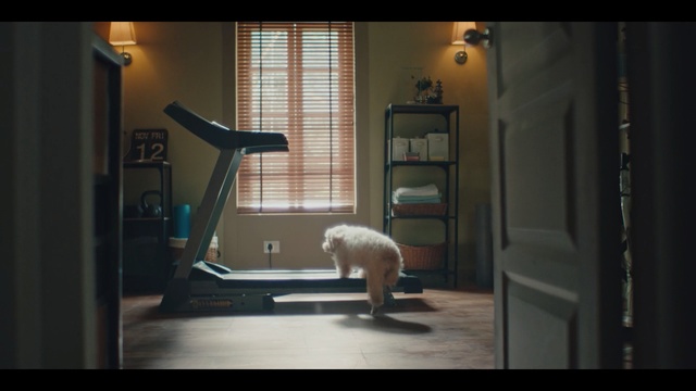 Video Reference: Room, Canidae, Sporting Group, Treadmill, Non-Sporting Group, West highland white terrier, Carnivore, Window, House, Retriever