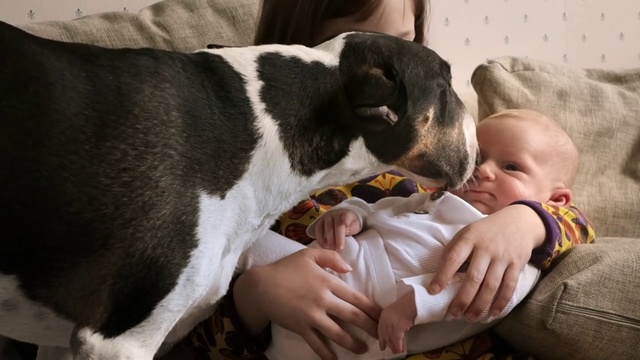 Video Reference: Mammal, Vertebrate, Canidae, Dog breed, Dog, Danish swedish farmdog, Carnivore, Puppy love, Snout, Child