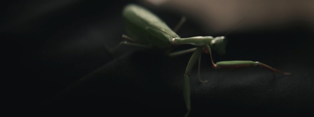 Video Reference: insect, mantis, macro photography, invertebrate, close up, darkness, organism, pest, arthropod, still life photography