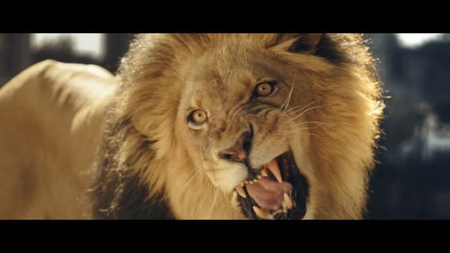Video Reference: wildlife, lion, mammal, fauna, roar, big cats, masai lion, fur, cat like mammal, mane