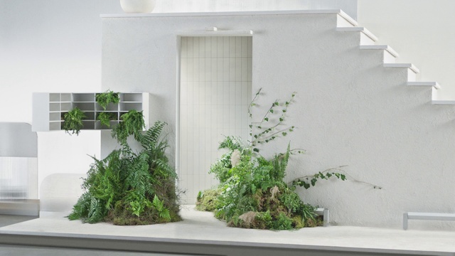 Video Reference: Houseplant, Flowerpot, Plant, Wall, Tree, Grass, House, Herb, Bonsai, Room