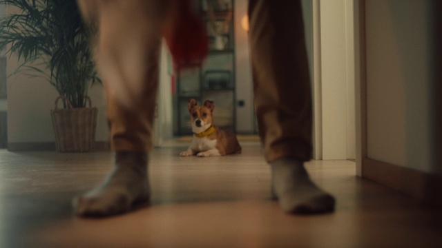 Video Reference: Dog, Carnivore, Houseplant, Plant, Wood, Flowerpot, Flooring, Felidae, Floor, Window