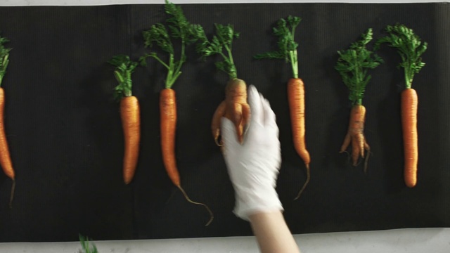 Video Reference: Carrot, Radish, Vegetable, Root vegetable, Daikon, Parsnip, Baby carrot, wild carrot, Plant, Leaf vegetable