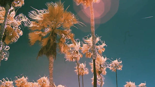 Video Reference: nature, sky, flora, sunlight, plant, branch, tree, spring, organism, water