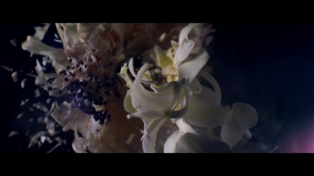 Video Reference: Photograph, Nature, Petal, Flower, Organism, Plant, Photography, Floral design, Still life photography, Floristry