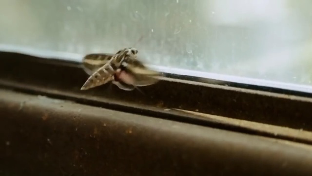 Video Reference: Insect, Organism, Membrane-winged insect, Invertebrate