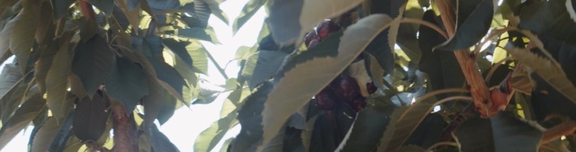 Video Reference: tree, plant, branch, sunlight, grass