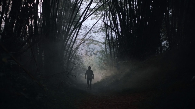 Video Reference: Nature, Atmospheric phenomenon, Darkness, Natural environment, Tree, Forest, Light, Sky, Atmosphere, Morning