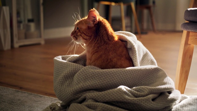 Video Reference: Cat, Felidae, Small to medium-sized cats, Whiskers, Carnivore, Tabby cat, Asian, Fawn, Sitting, Paw