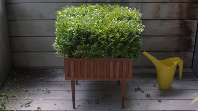 Video Reference: Flowerpot, Green, Grass, Plant, Furniture, Shrub, Tree, Houseplant, Table, Garden