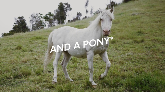 Video Reference: horse, pasture, mare, horse like mammal, ecosystem, grassland, grass, mane, stallion, foal