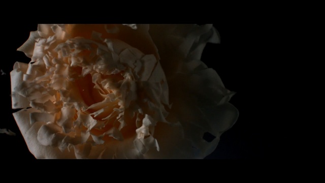 Video Reference: Organism, Petal, Cnidaria, Marine invertebrates, Plant, Flower