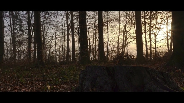 Video Reference: Forest, Tree, Nature, Woodland, Natural environment, Natural landscape, Atmospheric phenomenon, Biome, Old-growth forest, Sunlight