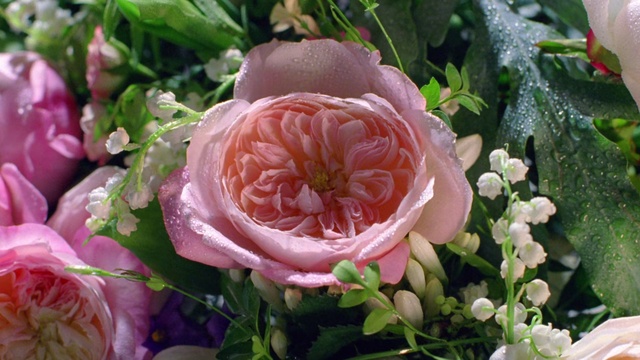 Video Reference: Flower, Pink, Petal, Garden roses, Rose, Plant, Rose family, Flowering plant, Rosa × centifolia, Floribunda