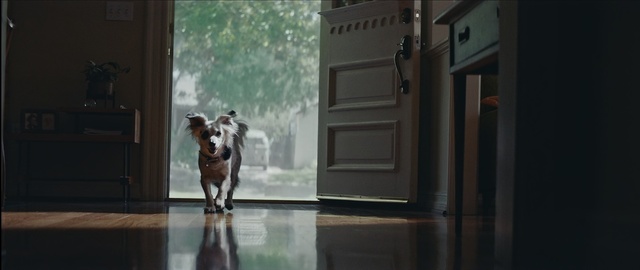 Video Reference: Horse, Window, Room, Floor, Wood, Reflection, Flooring, House, Fawn, Art, Person