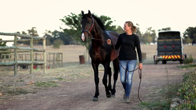 Video Reference: horse, bridle, rein, horse tack, stallion, horse supplies, horse like mammal, horse harness, mare, tree, Person