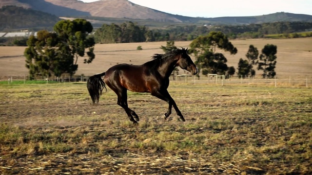 Video Reference: horse, ecosystem, pasture, grassland, horse like mammal, mare, mustang horse, steppe, grass, wildlife, Person