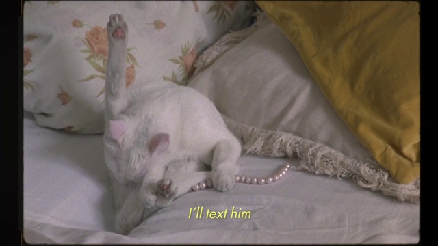 Video Reference: Cat, Canidae, Felidae, Carnivore, Kitten, Turkish angora, Small to medium-sized cats, Cornish rex, Khao manee, Tail