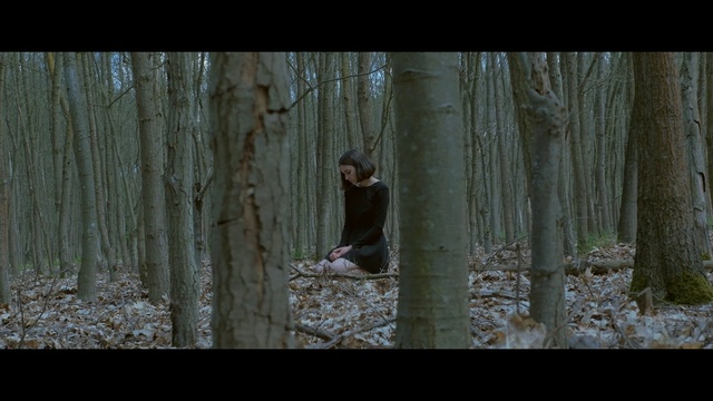 Video Reference: Forest, Woodland, Tree, Nature, Natural environment, Trunk, Old-growth forest, Woody plant, Plant, Photography, Person