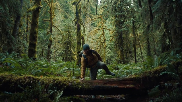 Video Reference: Forest, People in nature, Old-growth forest, Woodland, Natural environment, Nature, Tree, Jungle, Wilderness, Valdivian temperate rain forest