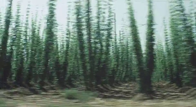 Video Reference: Tree, Forest, Natural environment, Spruce-fir forest, Woody plant, Plant, Biome, Tropical and subtropical coniferous forests, red pine, Grass family