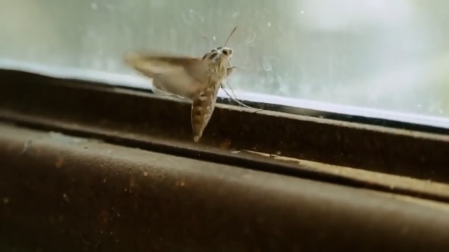 Video Reference: Insect, Bombyx mori, Moth, Wing, Invertebrate, Moths and butterflies, Bombycidae, Organism, Macro photography